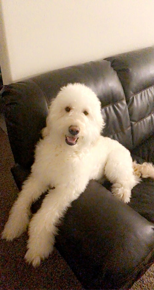 Chewy/Theo