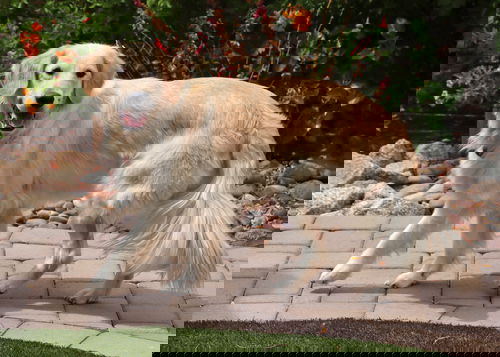 Bella