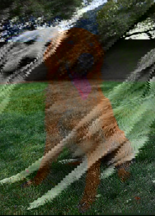 Levi