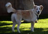 Millie/Cookie (RTR pvs 23-013)