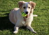 Millie/Cookie (RTR pvs 23-013)