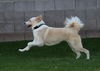 Millie/Cookie (RTR pvs 23-013)