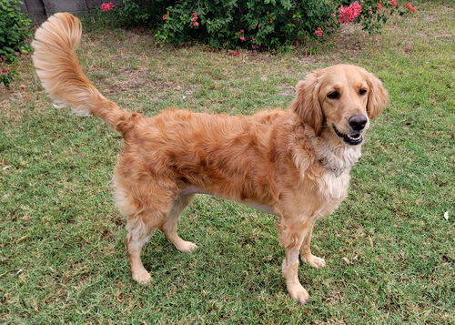 Clark County Humane Society finds forever homes for new Golden Retriever  puppies