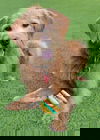 Indi