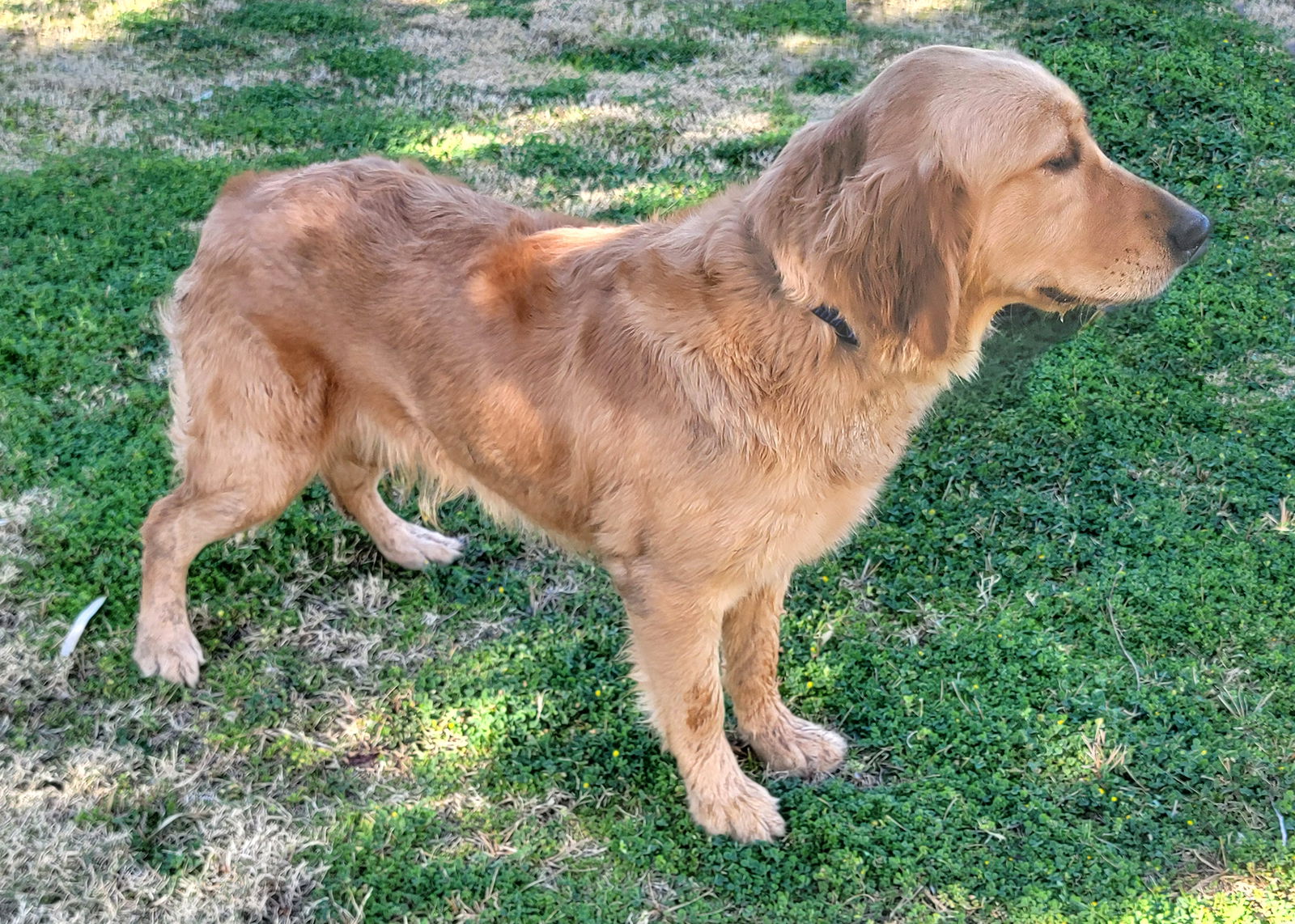 Dog for Adoption - Dusty, a Golden Retriever in Spring Valley, AZ ...