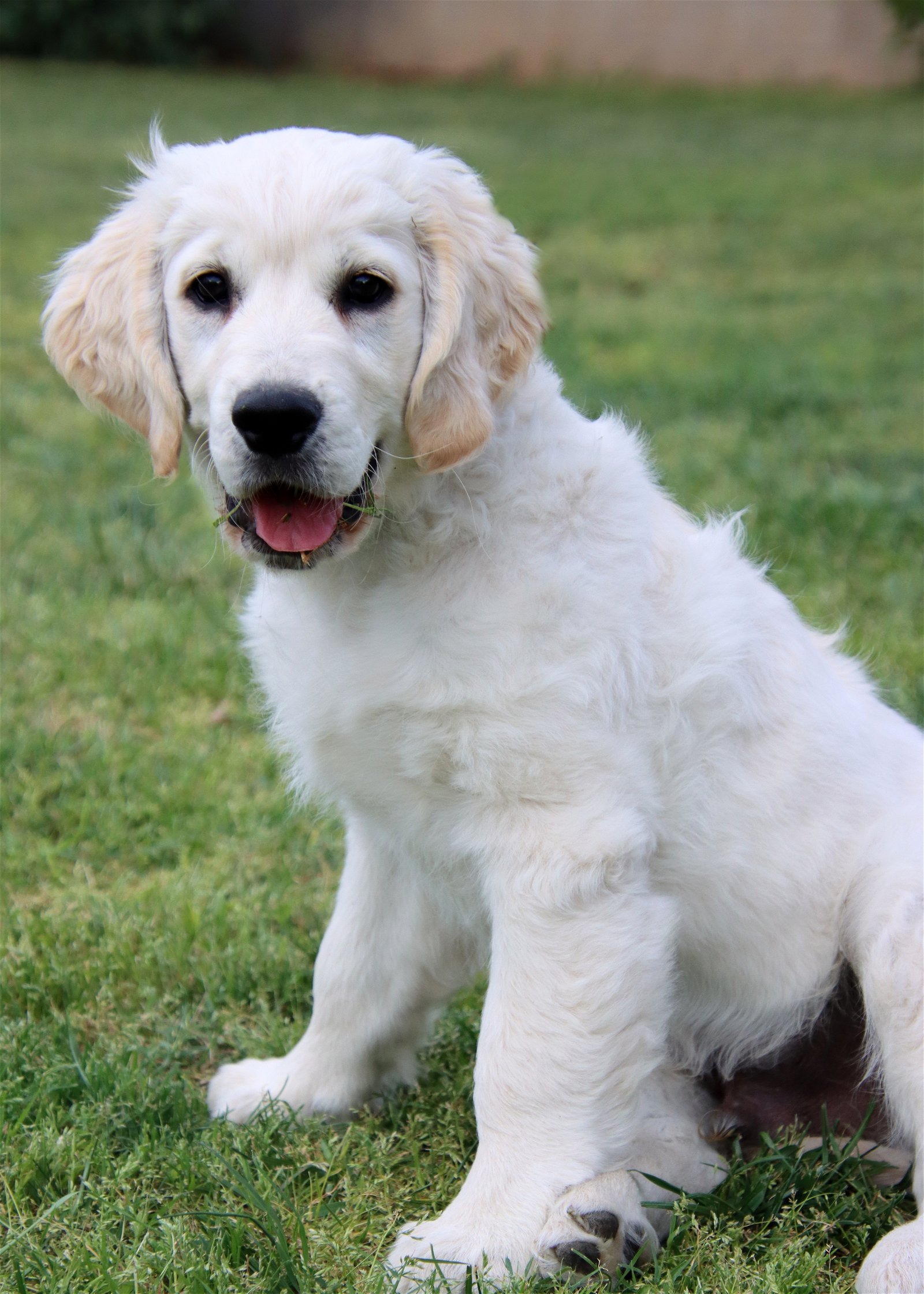 adoptable Dog in Glendale, AZ named Pippen/Charlie (ADOPTION PENDING)