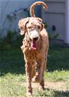 adoptable Dog in glendale, az, AZ named Daisy