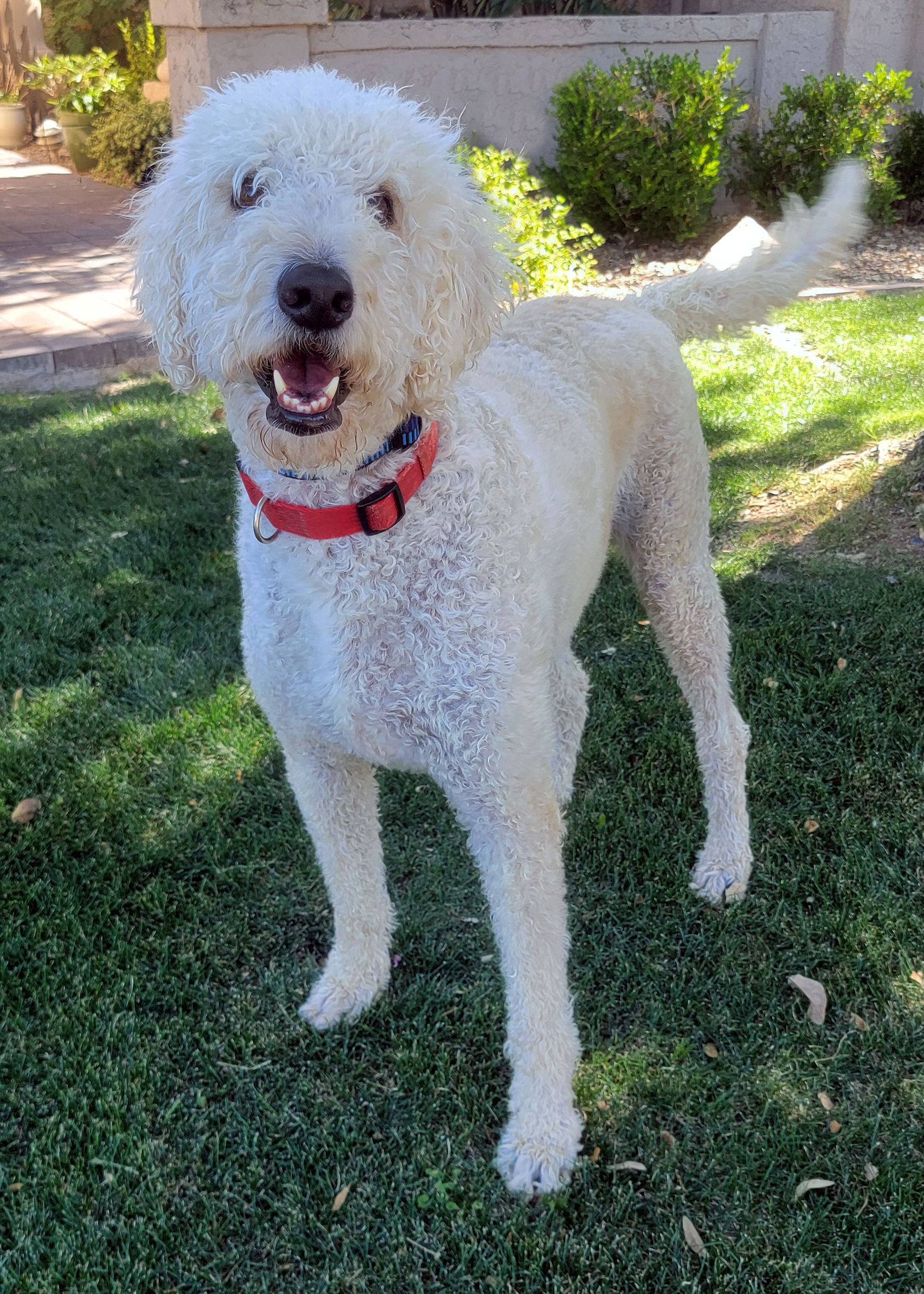 adoptable Dog in Glendale, AZ named Teddy