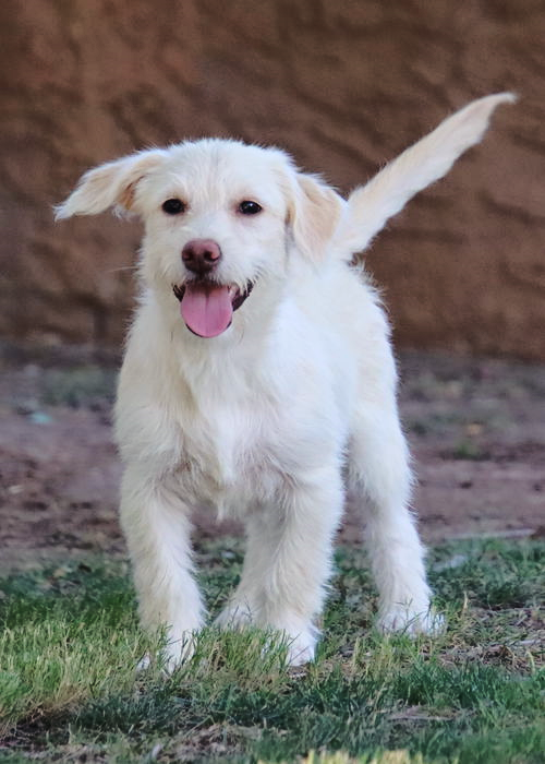 adoptable Dog in Glendale, AZ named Spring