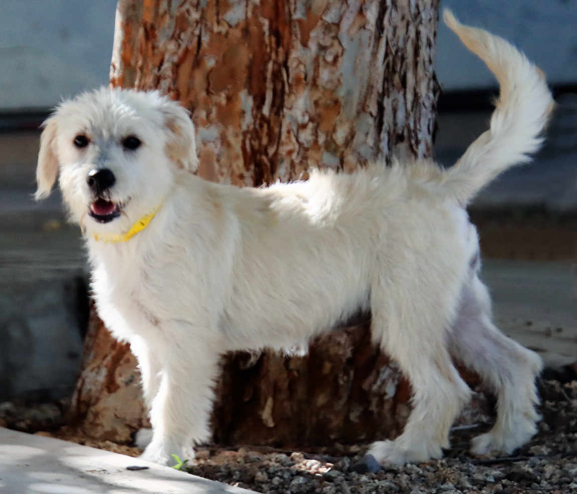 adoptable Dog in Glendale, AZ named Summer