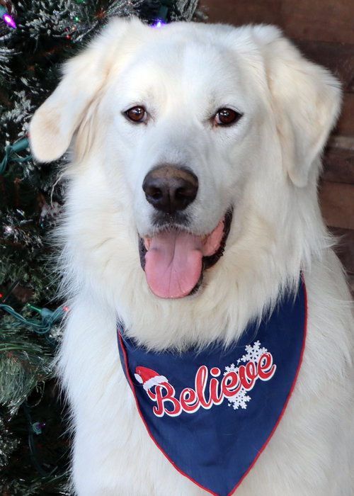 Belle