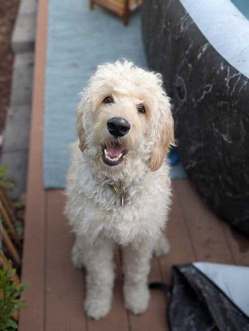 Penny