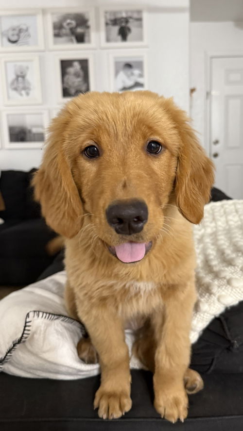 Honey/Trixie
