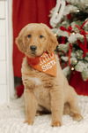 Honey/Trixie