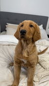 Honey/Trixie