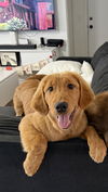 Honey/Trixie