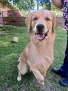 Jake