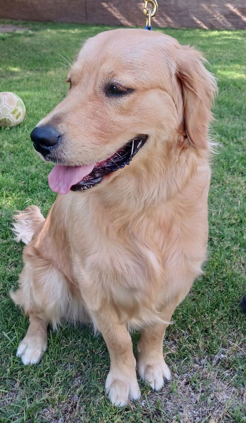 Jake