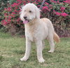 Marley