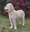 Marley