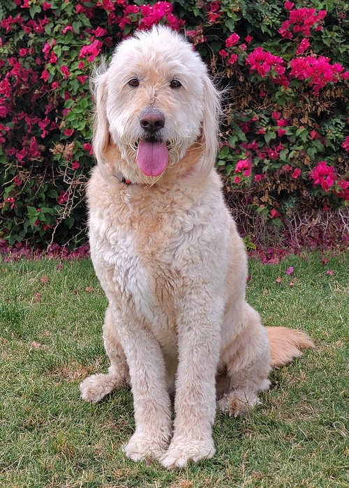 Marley