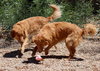 Thena/Zena