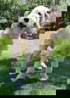 Daisy