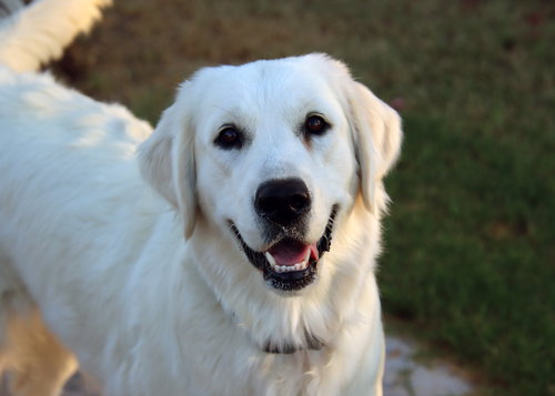 Sadie