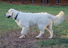 Sadie
