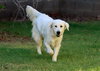 Sadie
