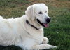 Sadie