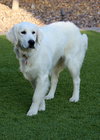 Sadie