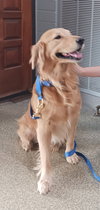 Toby