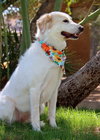Holly (RTR pvs 22-041)