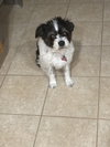 Muffy