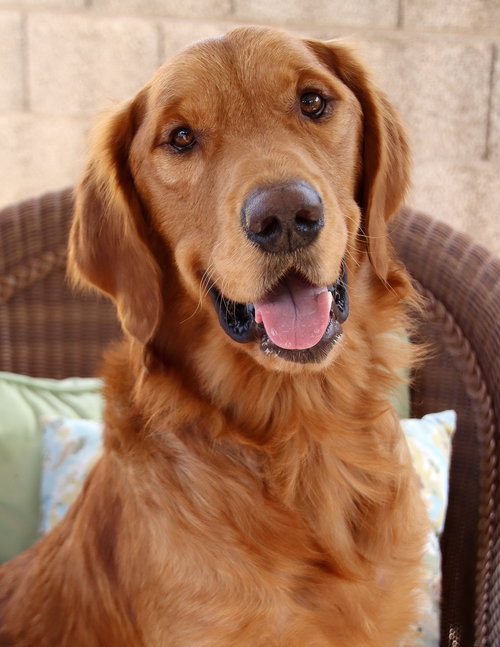 Oro/Bogey