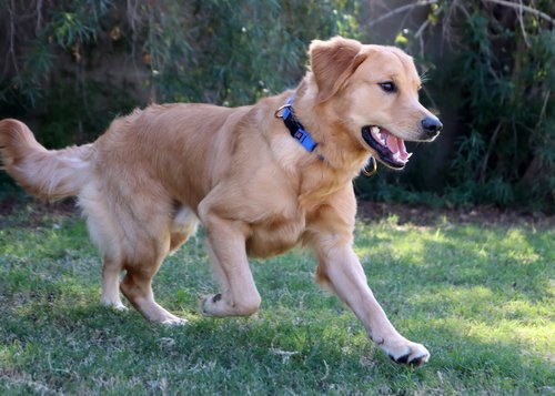 Buddy/Brodi