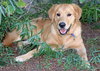 Buddy/Brodi