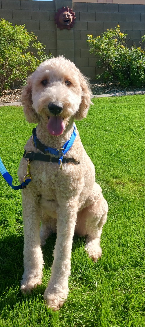 Bailey