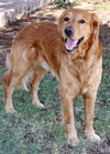 Rex