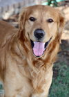 Rex