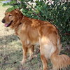 Rex