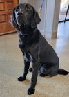 Junior