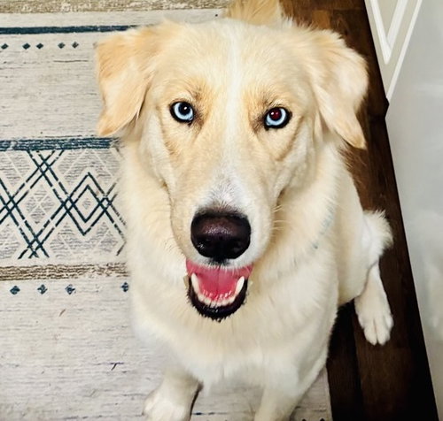 picture of the dog needing adoption