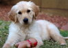 Willow