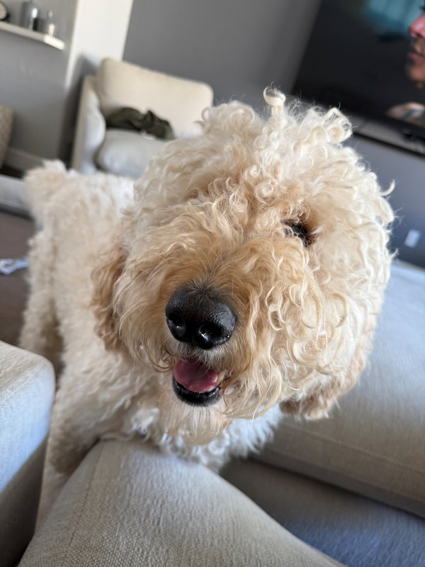 Mylo