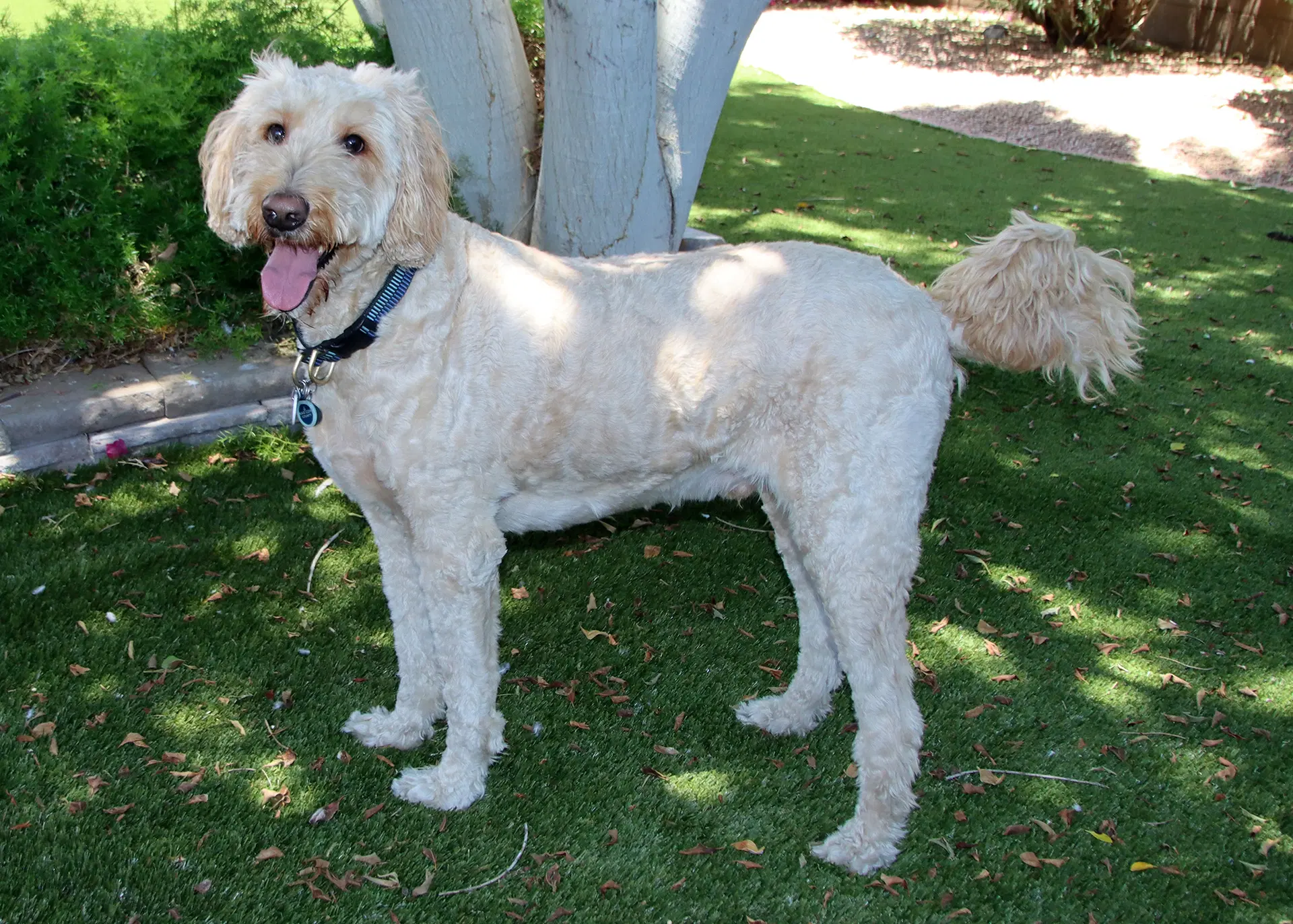 Leonardo - Goldendoodle