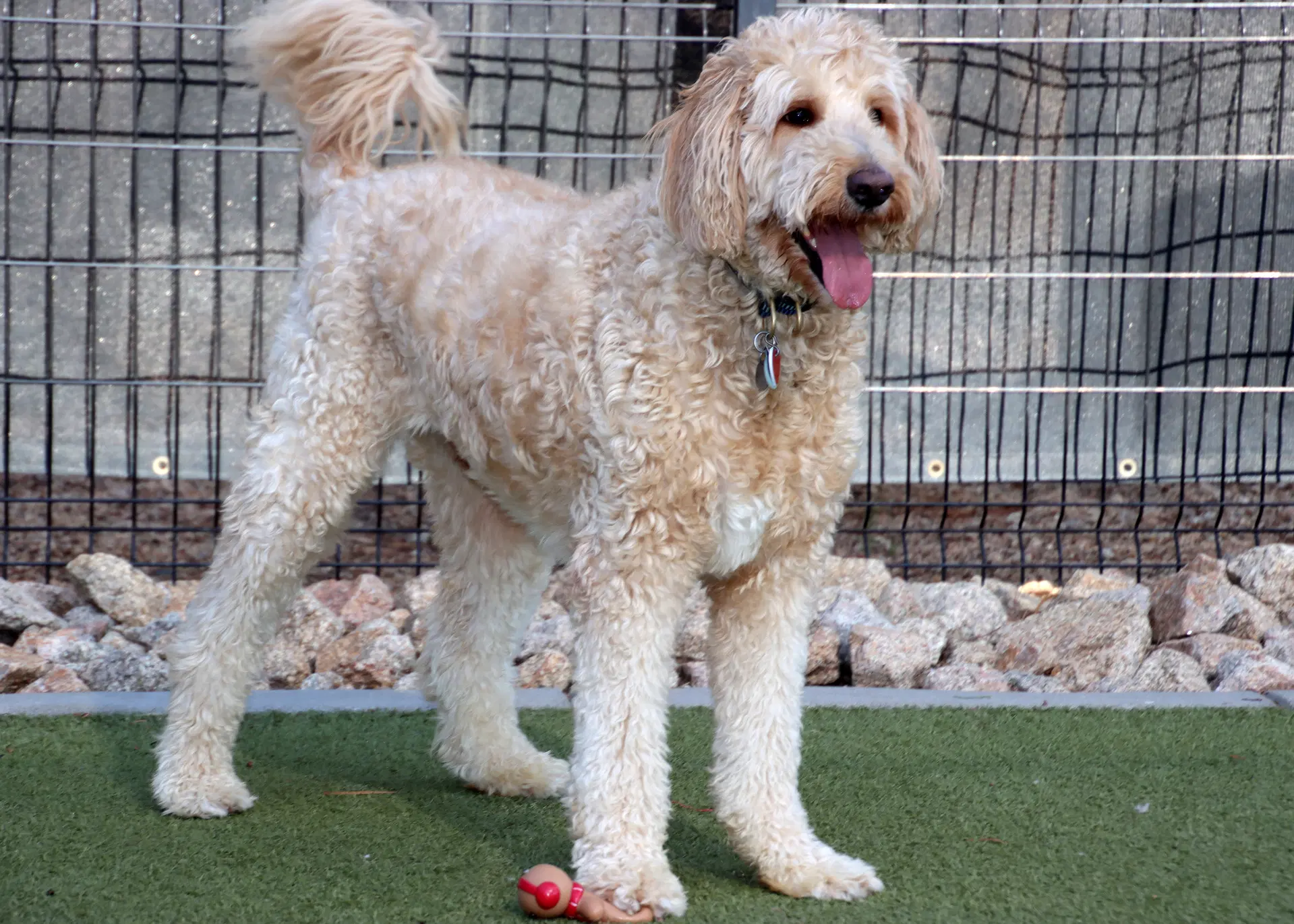 Leonardo - Goldendoodle