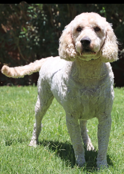 Arlo, an adoptable Golden Retriever in Glendale , AZ