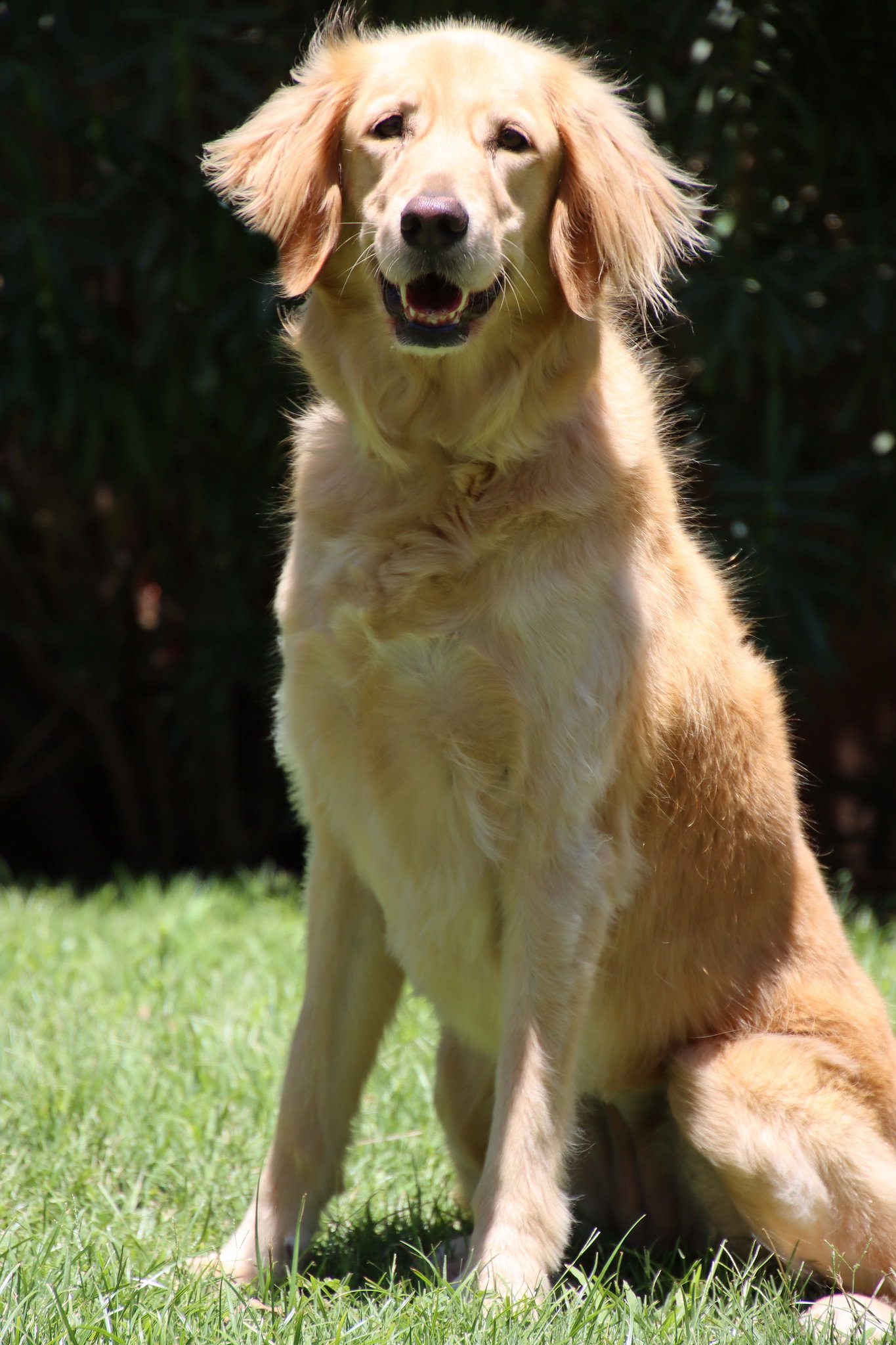 Willow